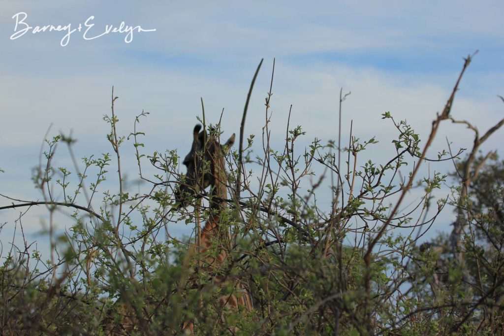 TM giraffe 2