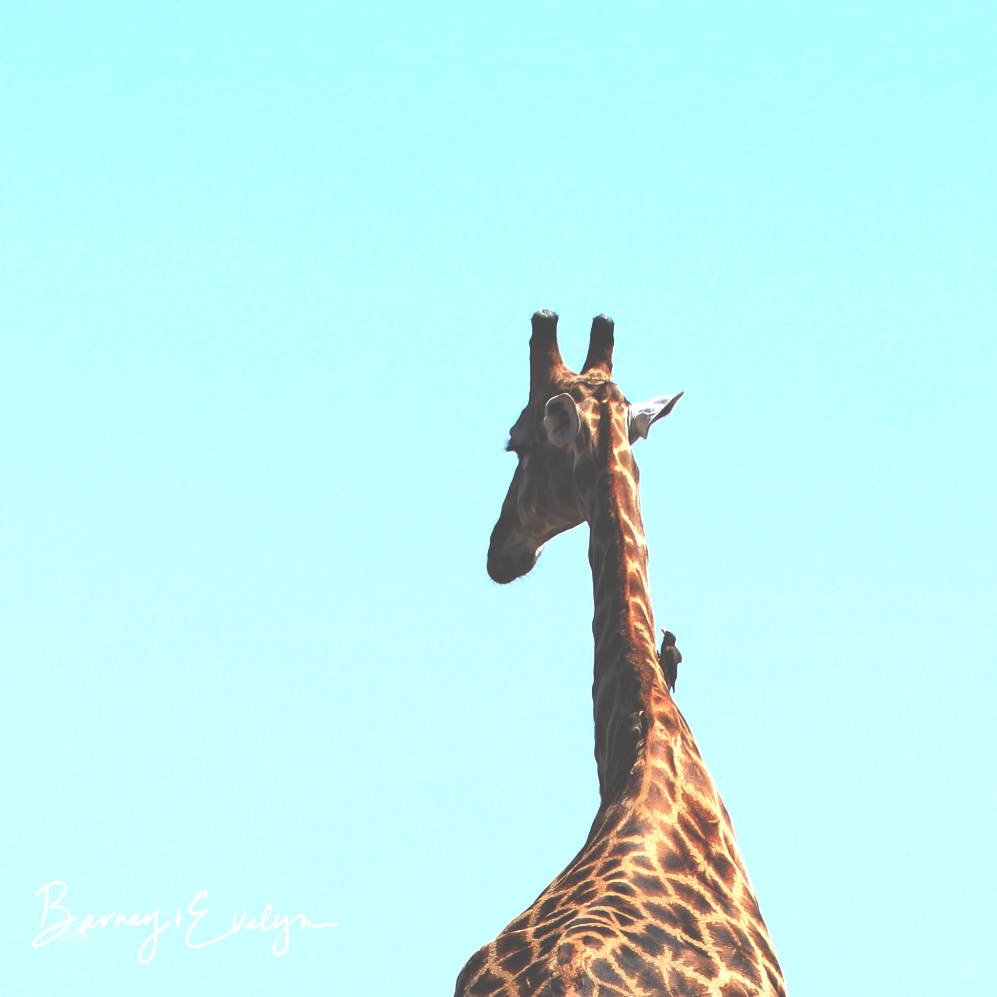 WM Blue Giraffe
