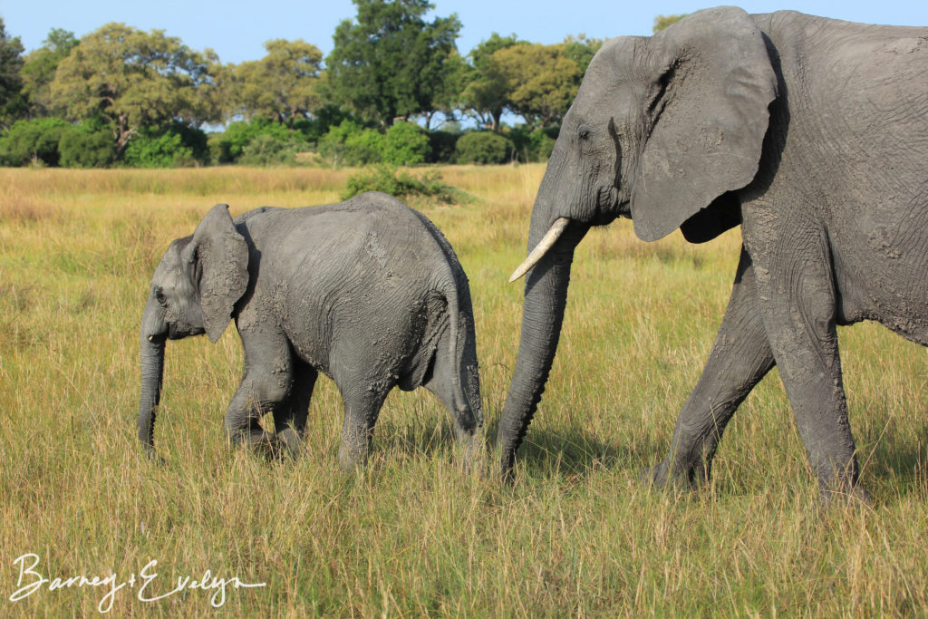 WM Elephants