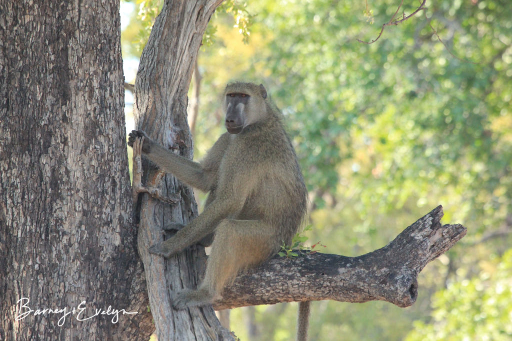 WM baboon