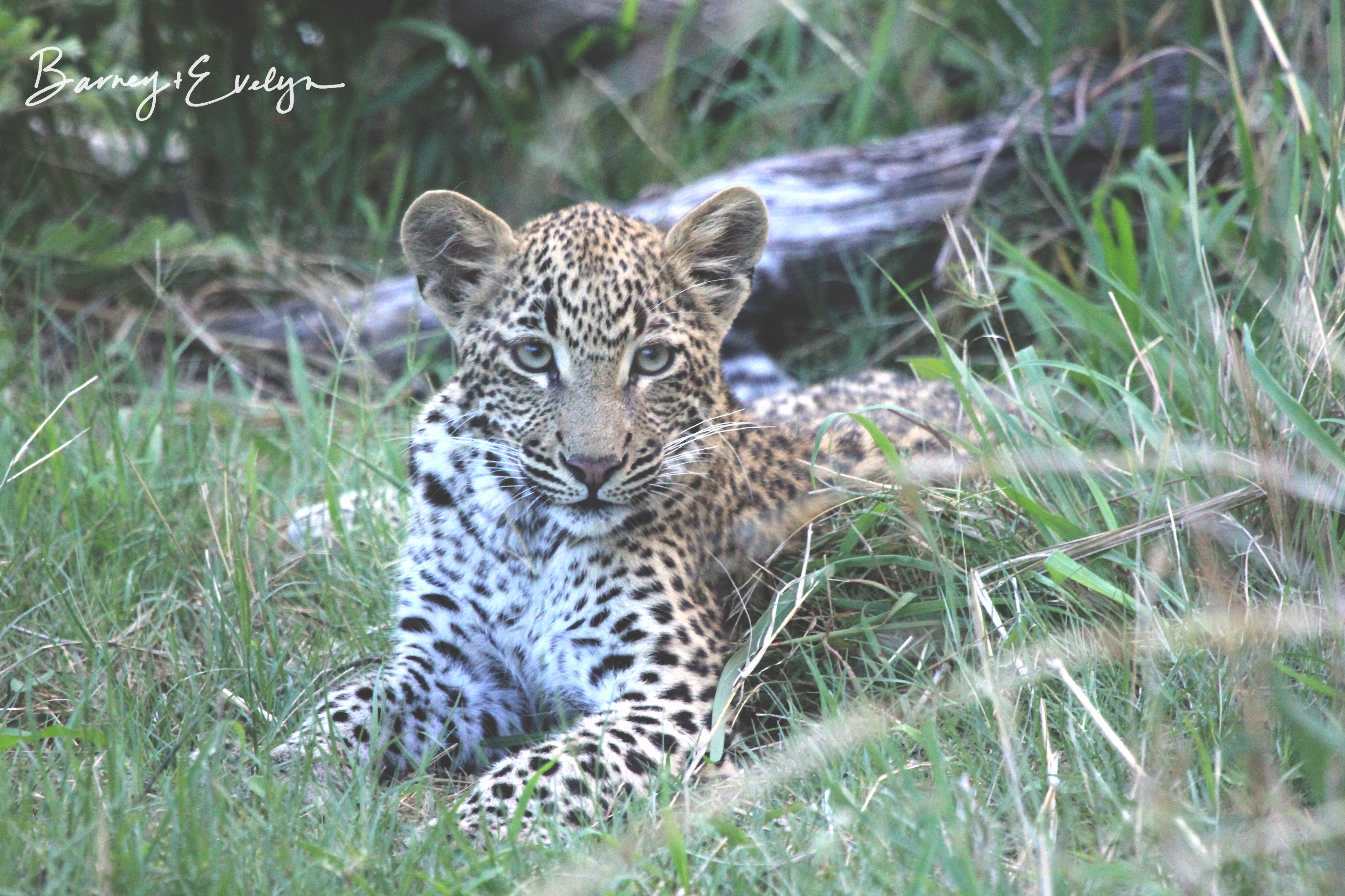 WM laying leopard