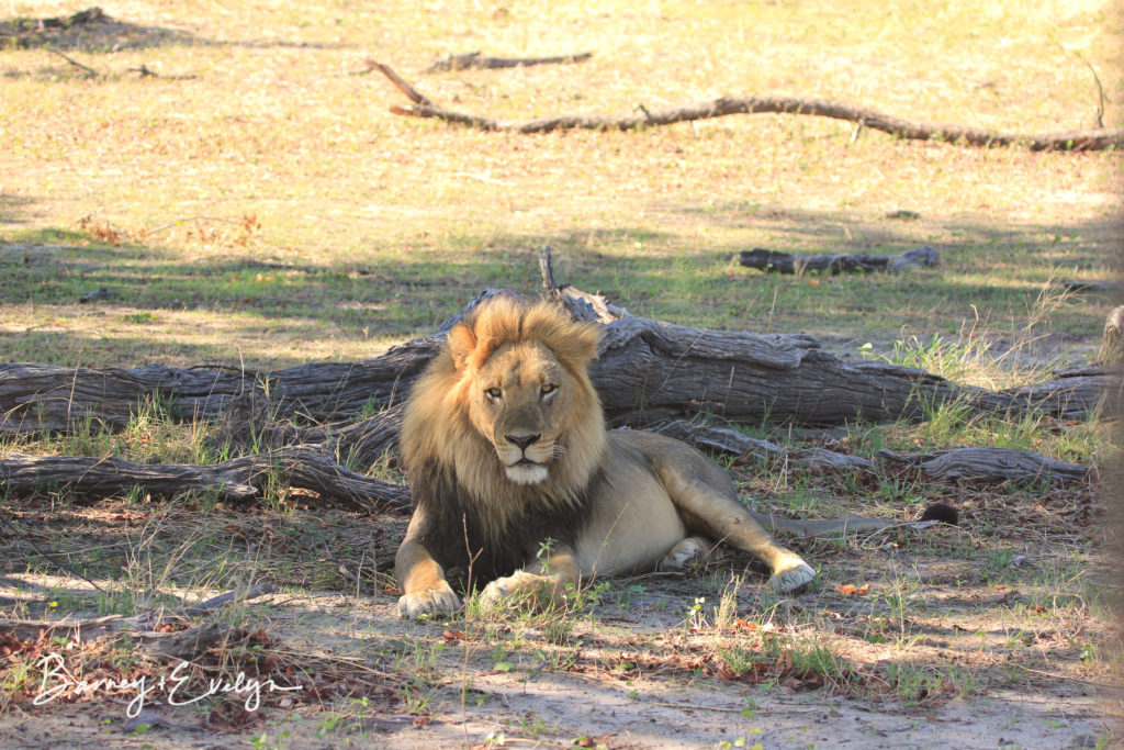 WM laying lion