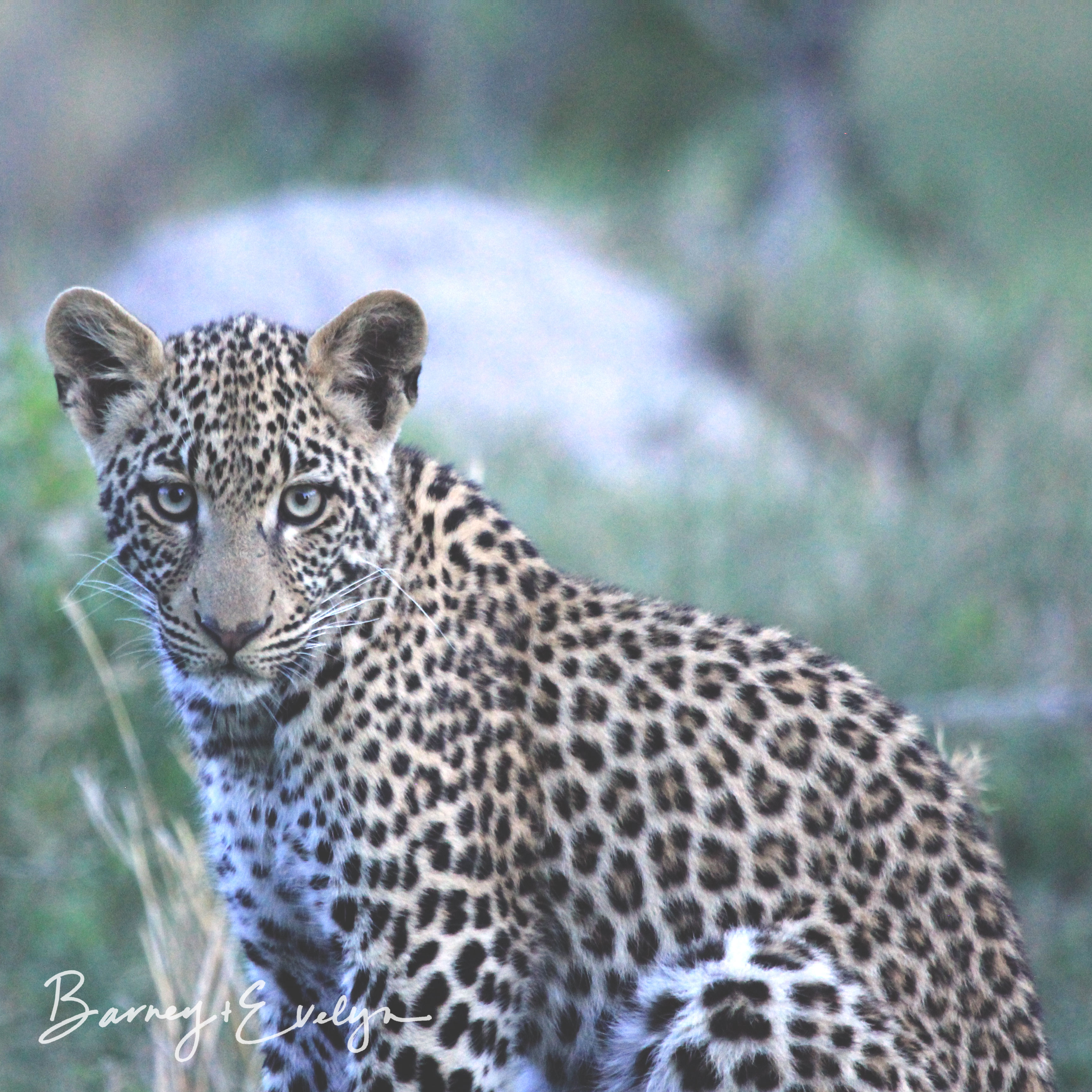 WM sitting leopard