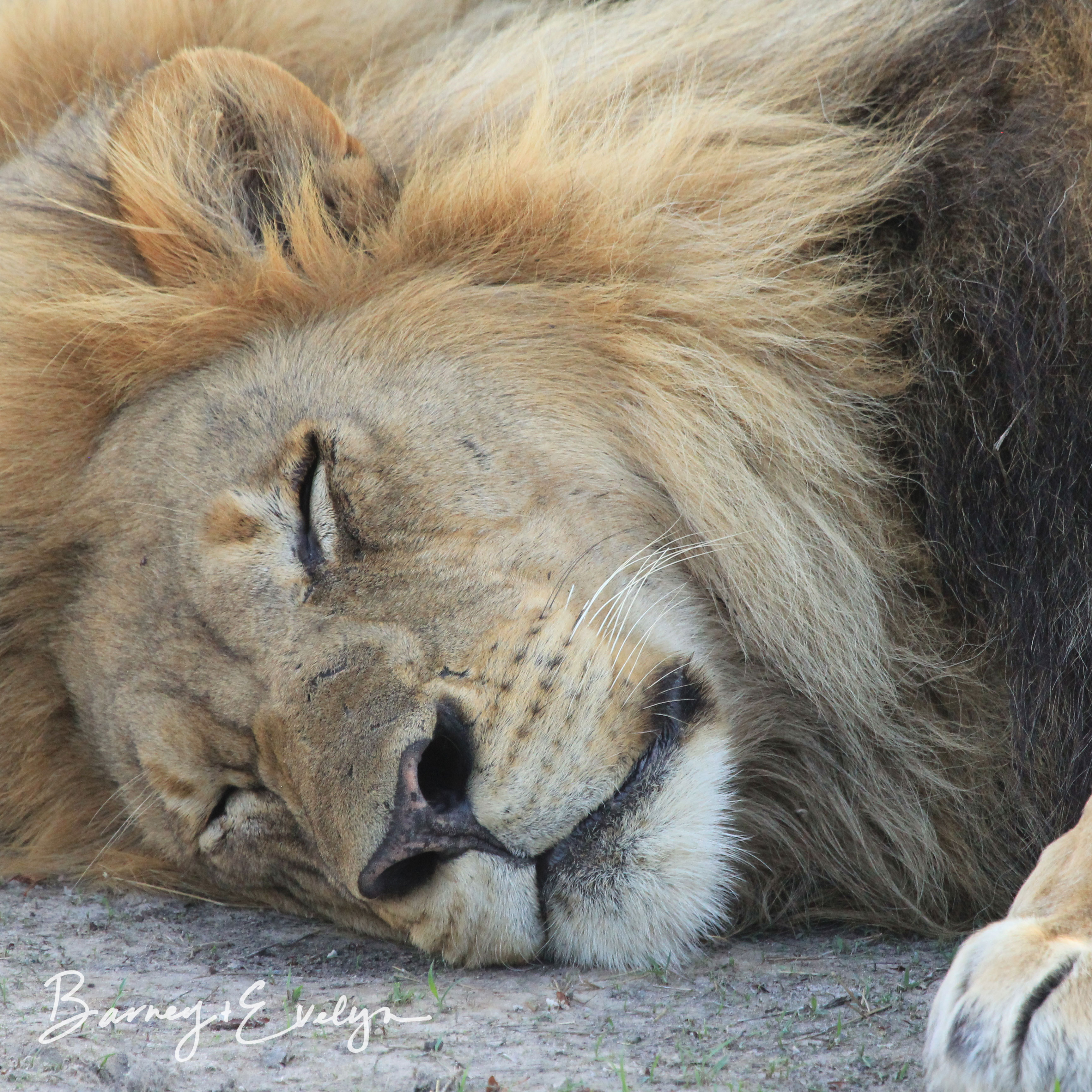 WM sleeping lion