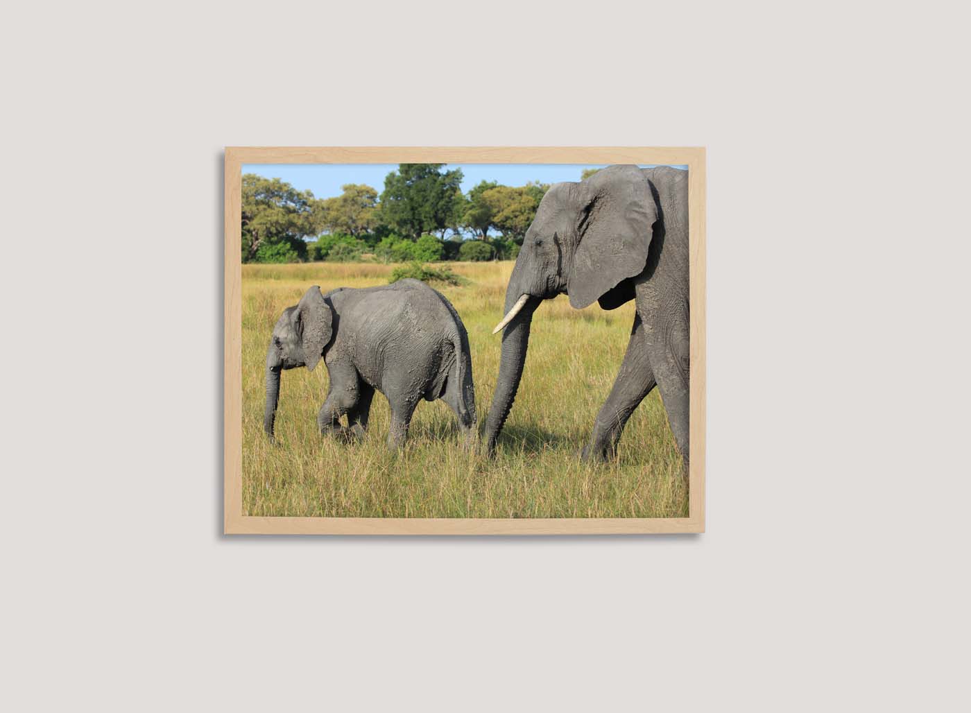 b-and-e-images_wide_frames Elephants