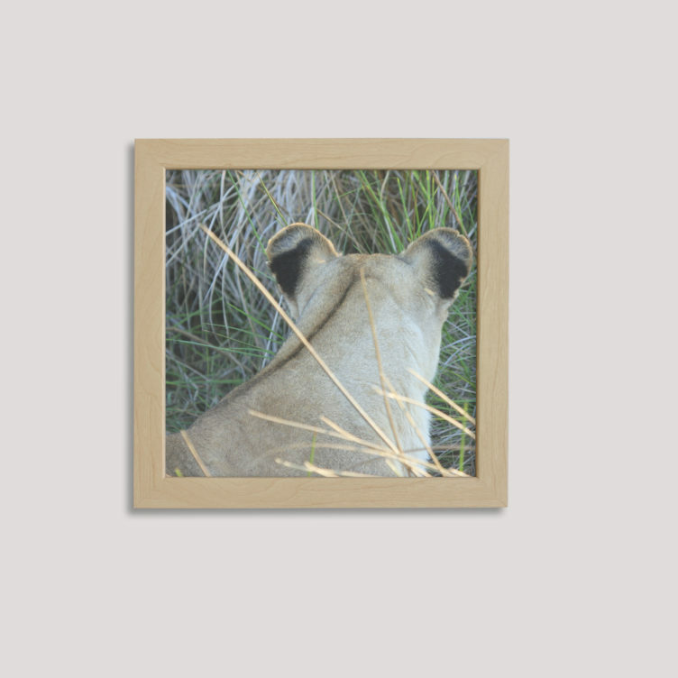 b-and-e-images_wide_frames 8x8_Grandma Lion